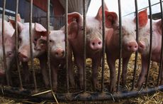 Irish writer says speciesism, insulting animals, is the new racism