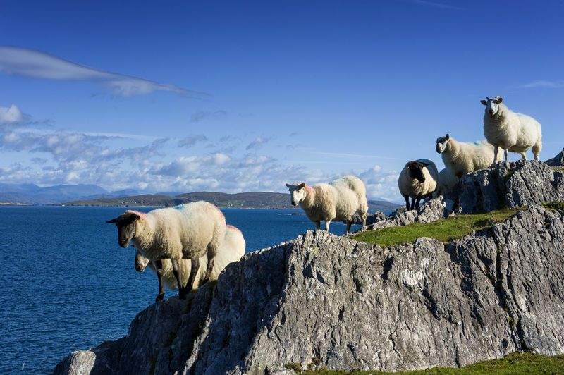 Americans Googled 'trip to Ireland' a lot this year