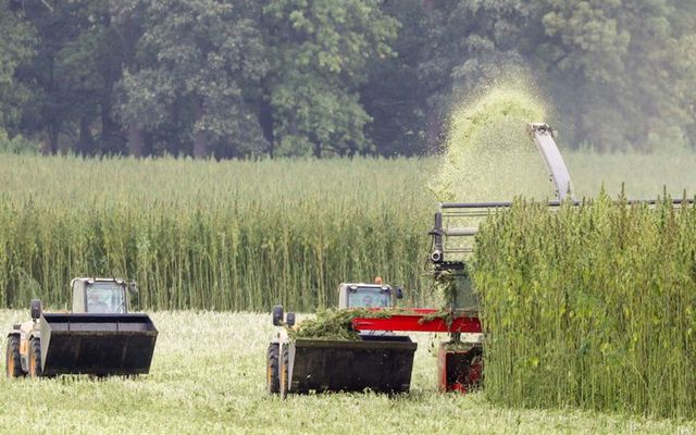 Farmers with their specially developed harvesting machines crop a cannabis field in Naundorf, eastern Germany, on September 19, 2018. - The Mariplant company, a subsidiary of Canadian producer Maricann, cultivates the legal medical cannabis on around 170 hectares to gain the cannabidiol substance.