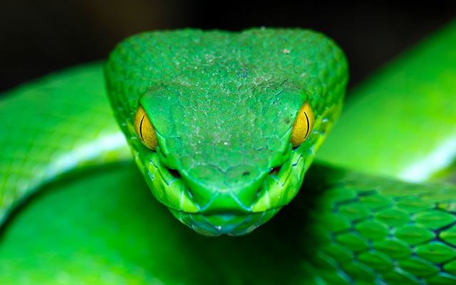 Wasn\'t Saint Patrick meant to deal with all the snakes in Ireland?