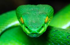 Hello St. Patrick?! 1.5-meter snake found in Cork