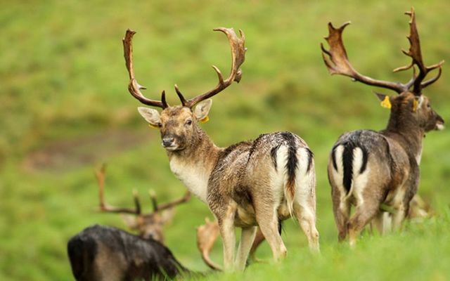 Fallow Deer in the Phoenix Park in Dublin on this autumn day. 