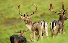 Dozens of deer killed by snipers in Phoenix Park