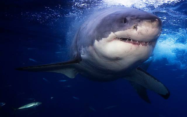 How would you react if you heard that there was a Great White Shark swimming in the waters that you were just about to swim in?