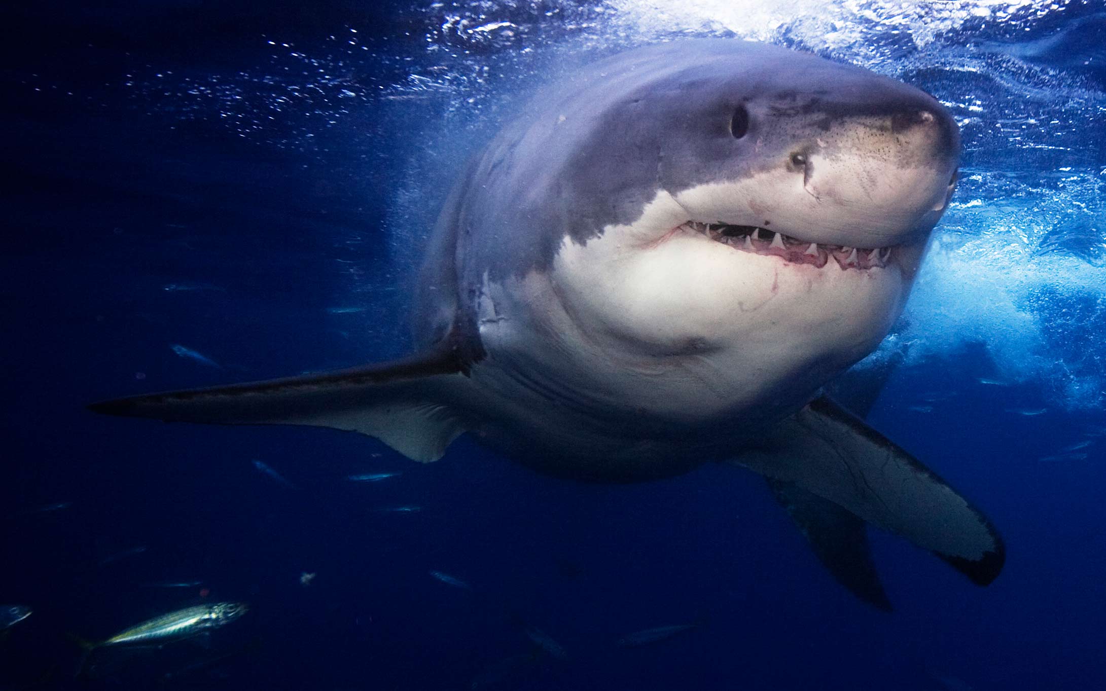 Irish woman's hilarious reaction to hearing about shark on nearby beach