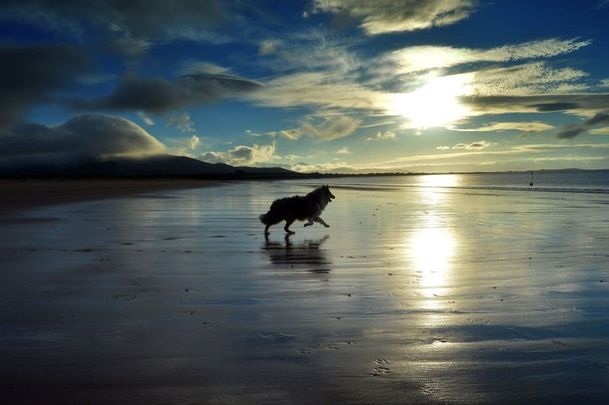 Silhouette of rough collie dog running along the beach. Ball about to fall in front of him.