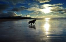 Best Irish walking tour? Best sheepdog trial? All was revealed at the 29th Annual Awards of Excellence