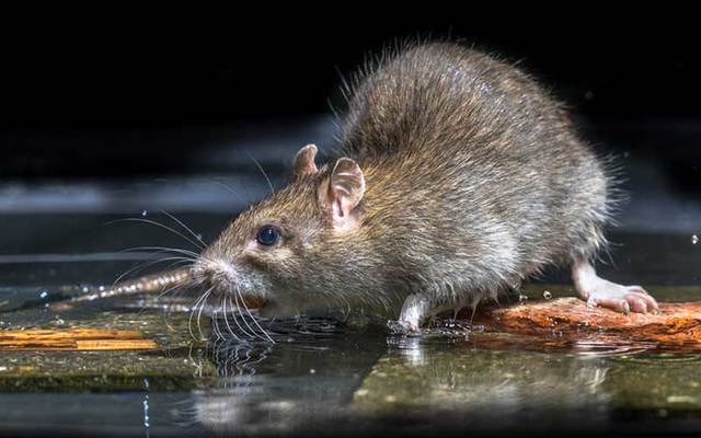 An infestation of large rats is causing problems for residents in Downpatrick, Co. Dawn.