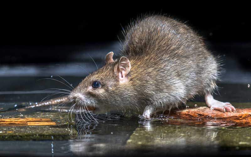 Giant rats are making lightbulbs explode in Northern Ireland