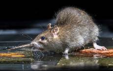 Giant rats are making lightbulbs explode in Northern Ireland