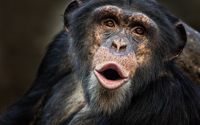 A chimpanzee escapes its enclosure at the Belfast Zoo.