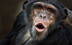 Chimps use branch as ladder to escape Belfast Zoo