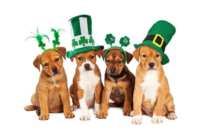 Rare green puppy born just in time for St. Patrick’s Day