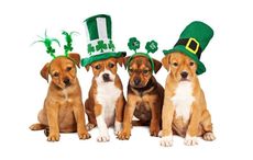 Rare green puppy born just in time for St. Patrick’s Day