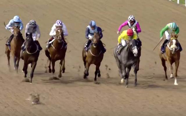 Rabbits caught on Dundalk track on Friday, March 22.