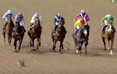 Two rabbits caught mating in path of racehorses at Irish track