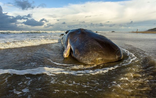 A sperm whale washed ashore. 