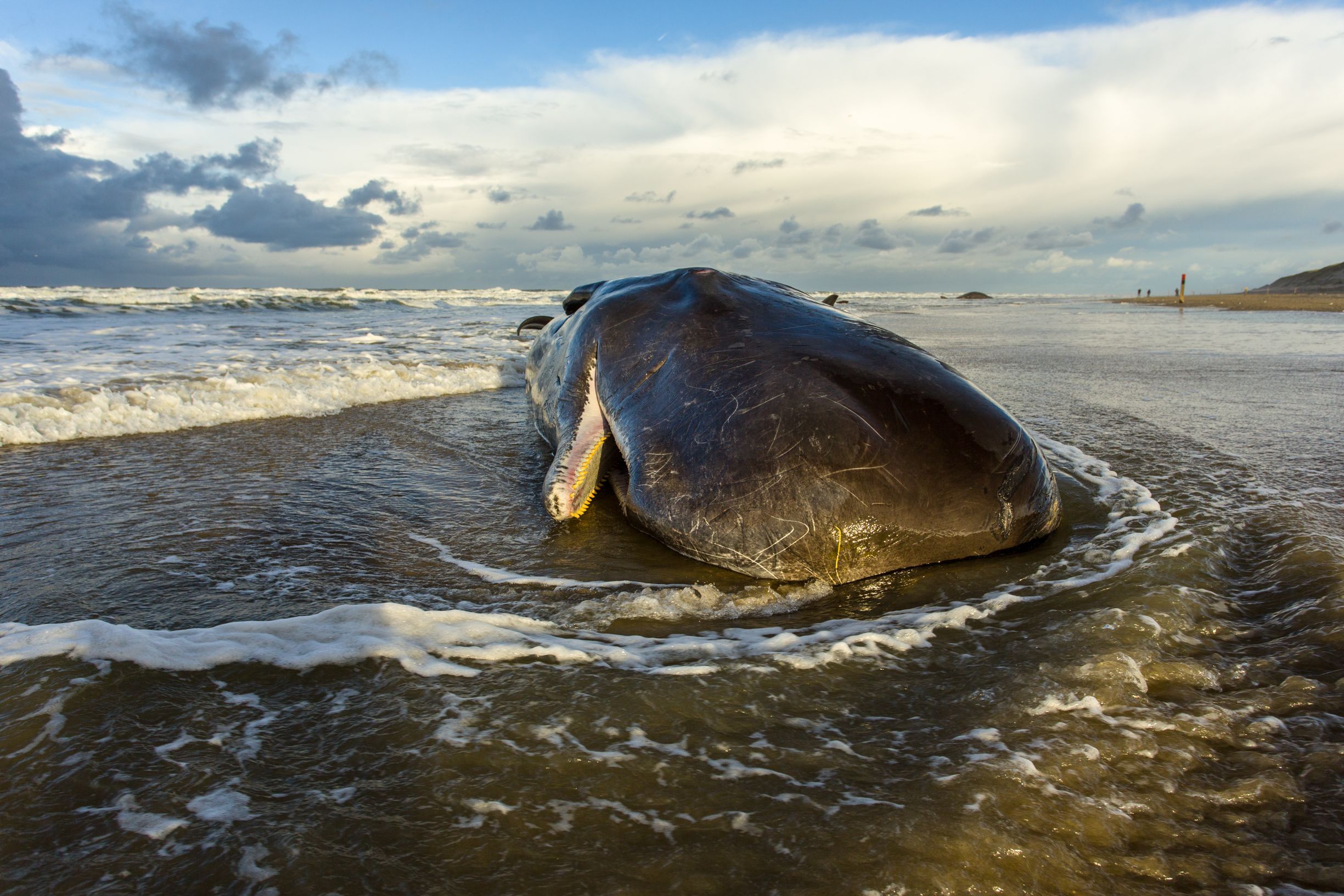 Body of a 40-foot sperm whale washes ashore in Co Galway