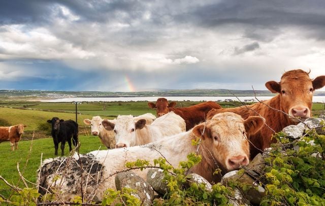 John Connell lives on his family farm, Birchview, in County Longford.