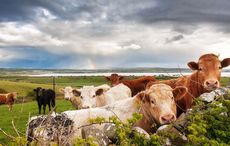 Irish farm life has saved me and helped me live fully for the first time
