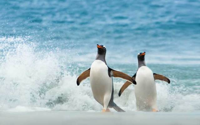 Gentoo penguins.