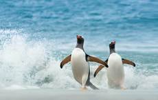 Co Kerry penguins delighted about same-sex marriage in Ireland