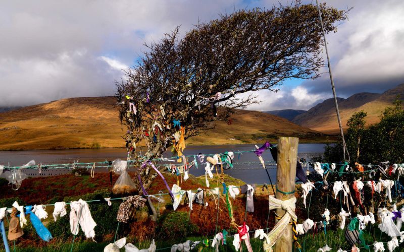 The power and influence of Ireland's fairy trees remain