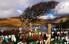 The power and influence of Ireland's fairy trees remain