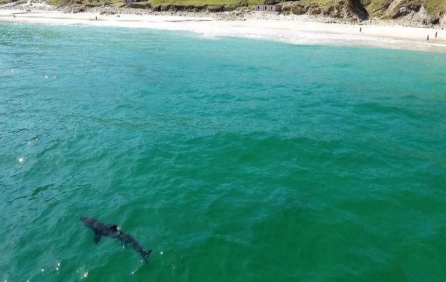 A 25-foot basking shark has been spotted almost daily in the waters at Keem Bay.