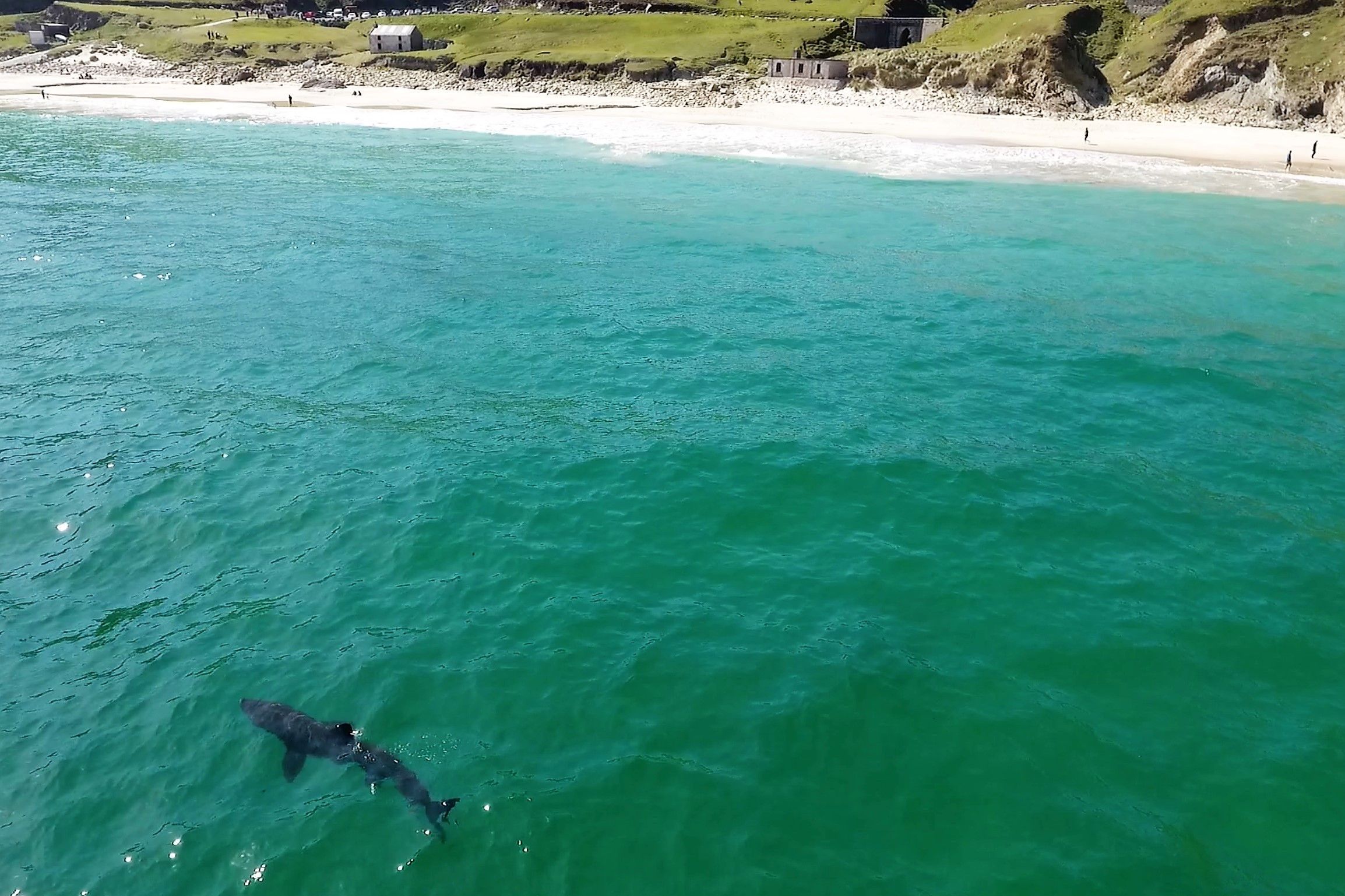 WATCH: A 25-foot shark has been taking daily swims off the Irish coast
