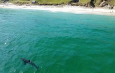 WATCH: A 25-foot shark has been taking daily swims off the Irish coast