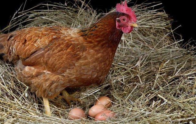 John Dolan\'s beloved hen is continuing in her mother Marmalade\'s footsteps.