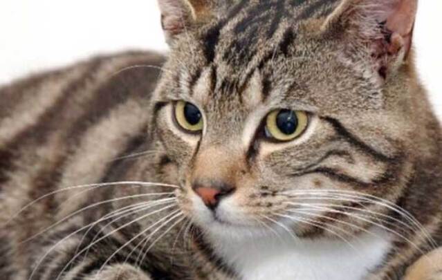 Chance the Cat has regained 80 percent use of his legs after suffering life-changing injuries from a car collision.