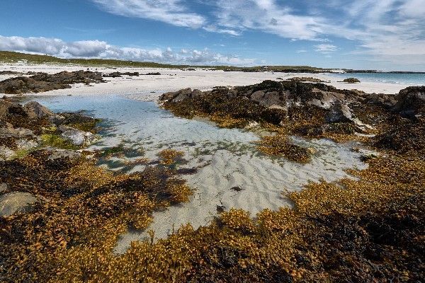 The Health Benefits Of Irish Moss