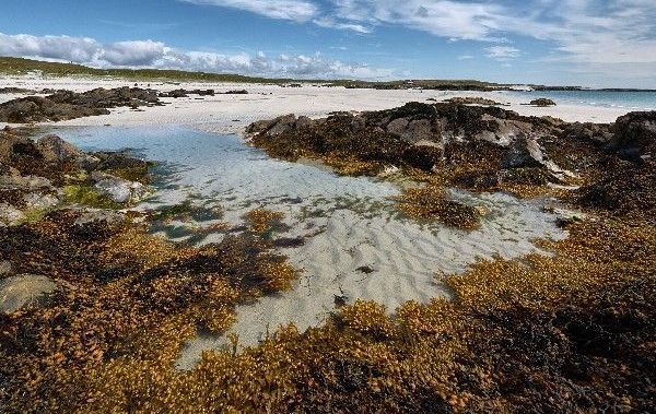 Rich in antioxidants and nutrients, Irish moss has been harvested in Ireland for centuries.