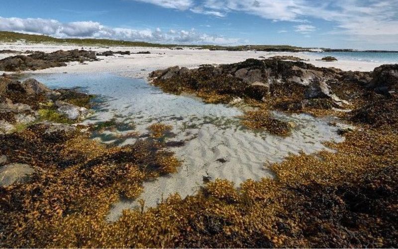 National Seaweed Day: Learn about the health benefits of Irish moss
