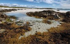Irish moss: The ancient seaweed superfood packed with modern health benefits
