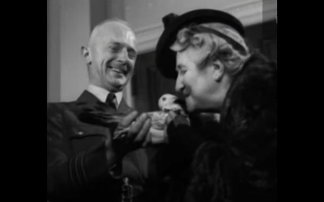 September 1, 1944: Paddy the Pigeon receives his Dickin Medal.