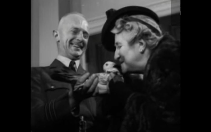 The Irish pigeon that played a vital role in World War II's D-Day landings
