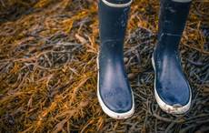 Seaweed super food - a healthy new industry in Ireland