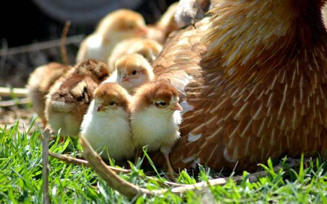 Hen and chicks on grass (Stock Photo).