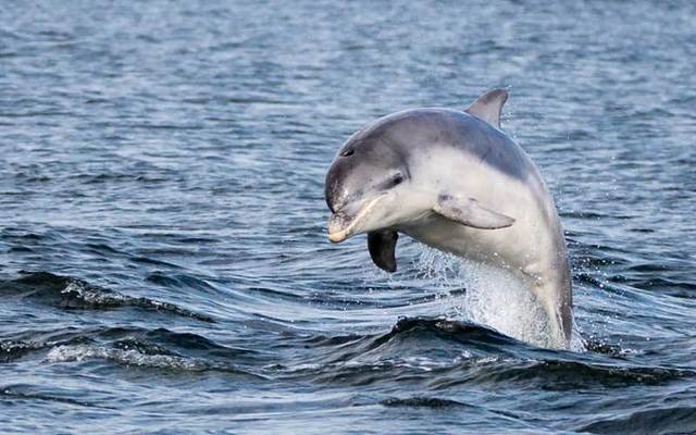 A dolphin in the sea (stock photo).