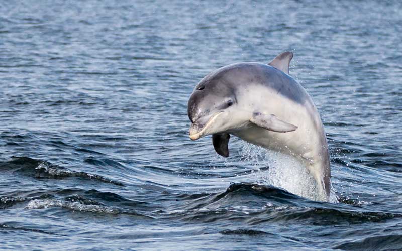 Donegal dog who swims with his dolphin pal daily continues to charm internet