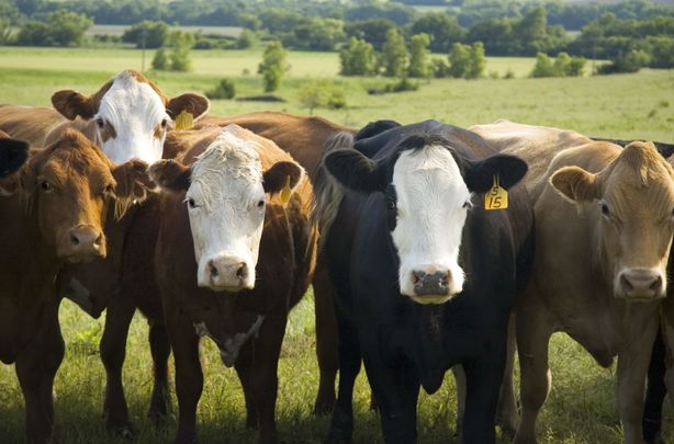 Irish farmers are claiming the deal, which will allow an extra 99,000 tons of South American beef annually into the EU, is a disaster for Irish agriculture. 