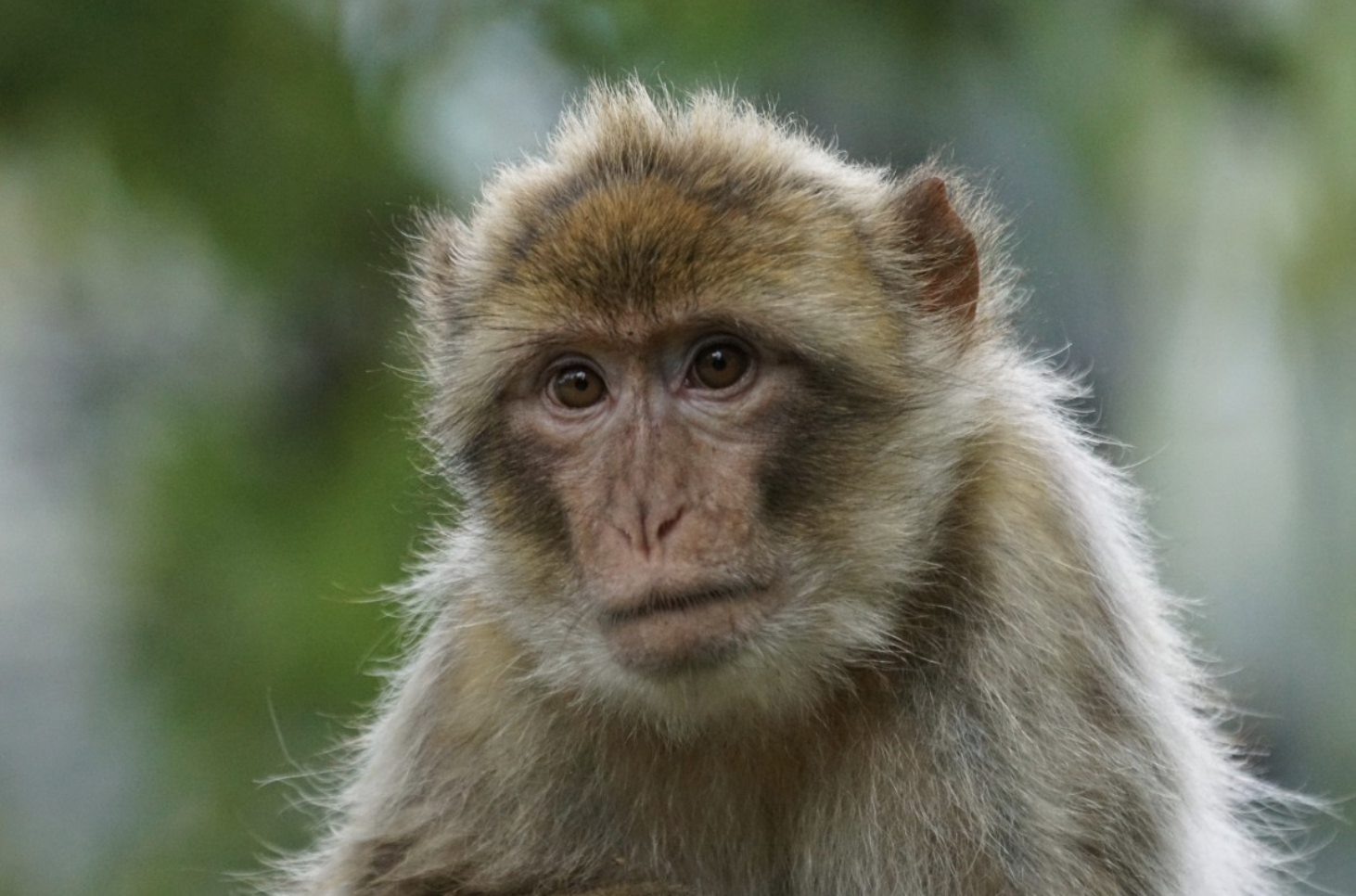 How did Barbary apes wind up in Ireland 2,300 years ago?