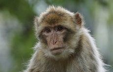 How did Barbary apes wind up in Ireland 2,300 years ago?