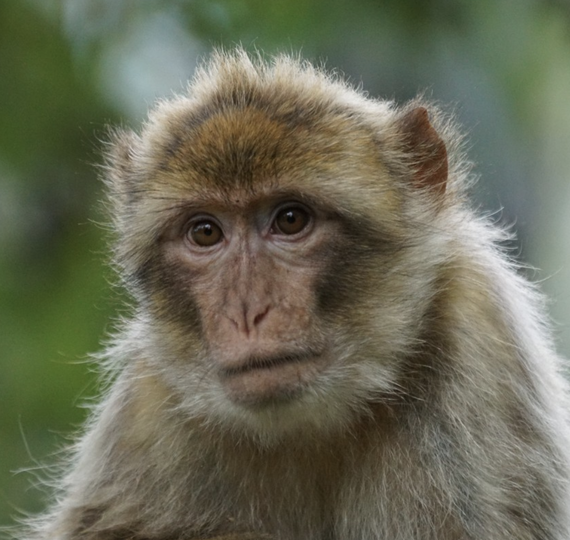 How did Barbary apes wind up in Ireland 2,300 years ago?