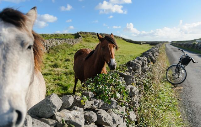 Horses on the Aran Islands. 