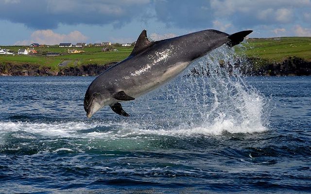 The wonderful Fungie the Dolphin, in Dingle.