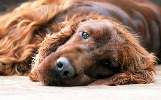 irish red setter for sale